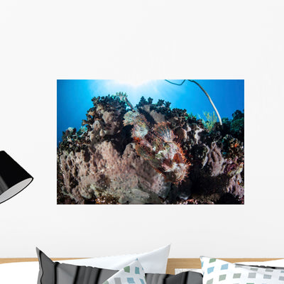 Scorpionfish Lays Coral Reef Wall Decal shown on a wall