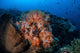 Beautiful Orange Soft Corals Wall Decal Design 1