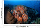 Beautiful Orange Soft Corals Wall Decal Design 1