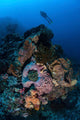 Diver above Beautiful Reef Wall Decal