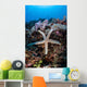 Sea Star Clings to Wall Decal