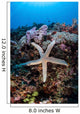 Sea Star Clings to Wall Decal
