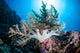 Soft Coral Colony Grow Wall Decal