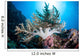 Soft Coral Colony Grow Wall Decal
