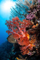 Soft Corals and Other Wall Decal Design 6