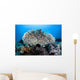Table Coral Grows Beautiful Wall Decal