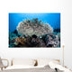 Table Coral Grows Beautiful Wall Decal