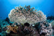 Table Coral Grows Beautiful Wall Decal