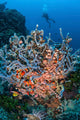 Scuba Diver Explores Colorful Wall Decal