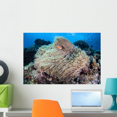 Pink Anemonefish Swims among Wall Decal Design 4 shown on a wall