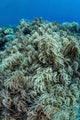 Colonies Soft Coral Thrive Wall Decal