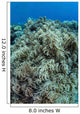 Colonies Soft Coral Thrive Wall Decal