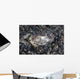Eye Bluespotted Stingray Wall Decal