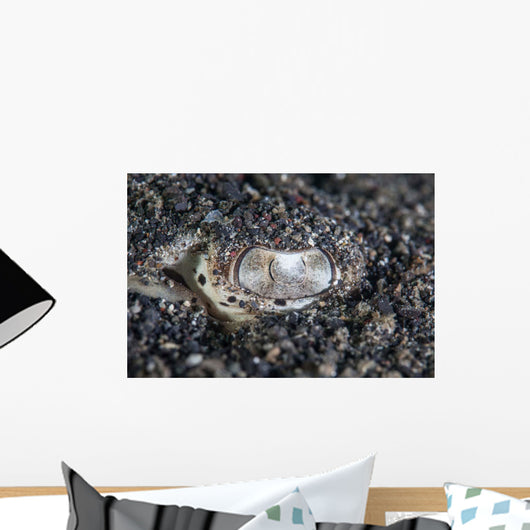 Eye Bluespotted Stingray Wall Decal