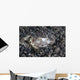 Eye Bluespotted Stingray Wall Decal