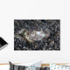 Eye Bluespotted Stingray Wall Decal