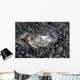 Eye Bluespotted Stingray Wall Decal