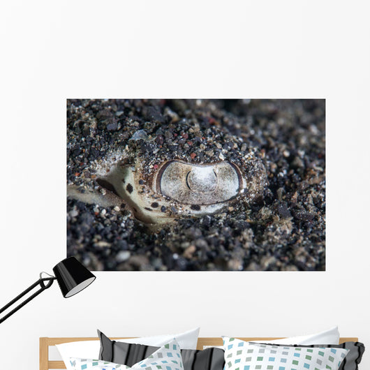 Eye Bluespotted Stingray Wall Decal