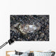 Eye Bluespotted Stingray Wall Decal
