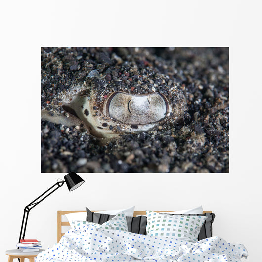 Eye Bluespotted Stingray Wall Decal