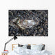 Eye Bluespotted Stingray Wall Decal