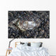 Eye Bluespotted Stingray Wall Decal