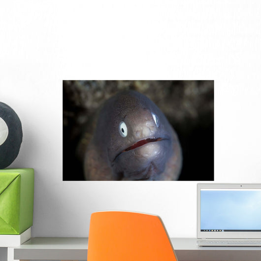 White-eyed Moray Eel Looks Wall Decal