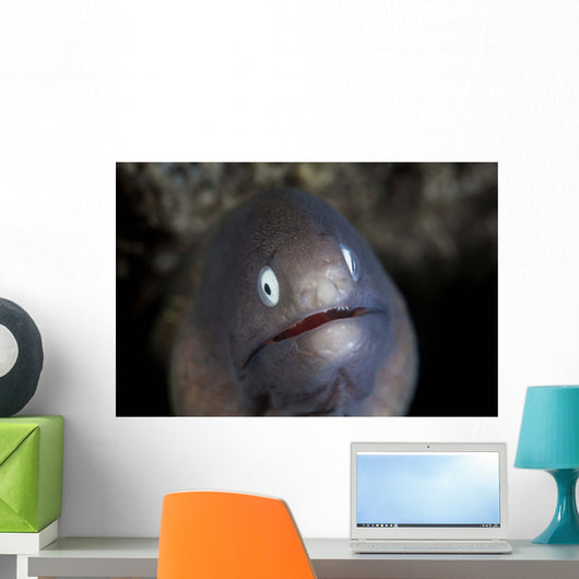 White-eyed Moray Eel Looks Wall Decal