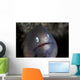White-eyed Moray Eel Looks Wall Decal