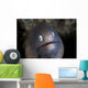 White-eyed Moray Eel Looks Wall Decal