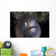 White-eyed Moray Eel Looks Wall Decal