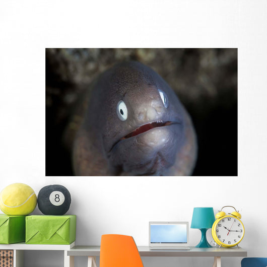 White-eyed Moray Eel Looks Wall Decal