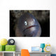 White-eyed Moray Eel Looks Wall Decal
