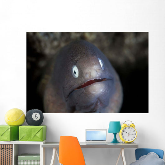 White-eyed Moray Eel Looks Wall Decal