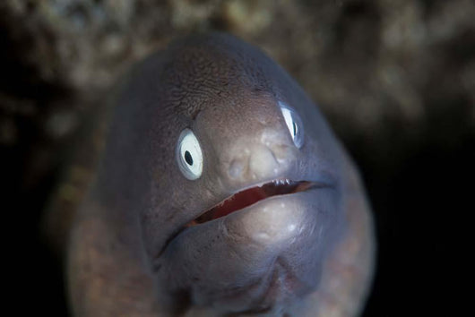 White-eyed Moray Eel Looks Wall Decal