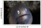 White-eyed Moray Eel Looks Wall Decal