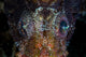Eyes Shortfin Lionfish Wall Decal