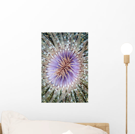 Close-up Tube Anemone Wall Decal