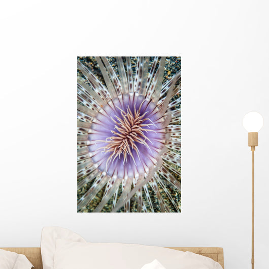 Close-up Tube Anemone Wall Decal