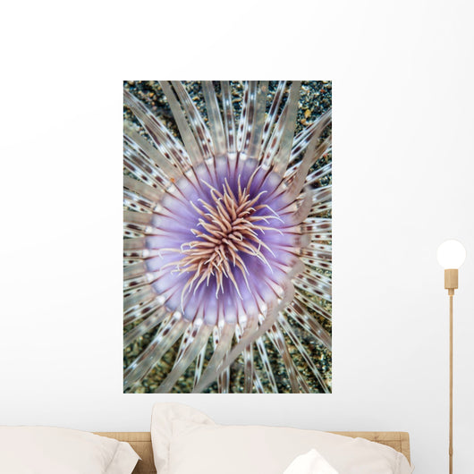Close-up Tube Anemone Wall Decal