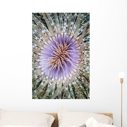 Close-up Tube Anemone Wall Decal