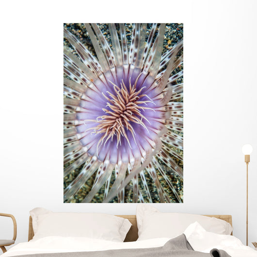 Close-up Tube Anemone Wall Decal