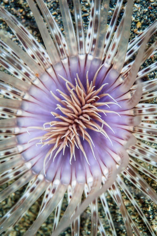 Close-up Tube Anemone Wall Decal