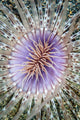 Close-up Tube Anemone Wall Decal