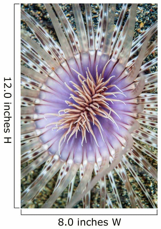 Close-up Tube Anemone Wall Decal
