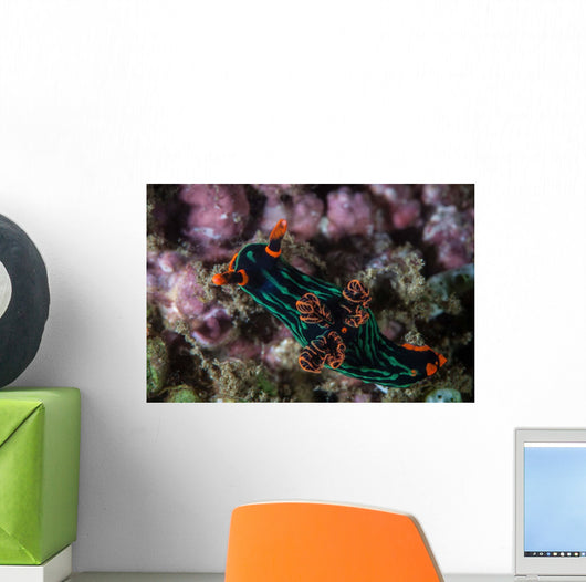 Colorful Nudibranch Crawls Slowly Wall Decal