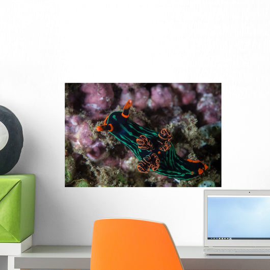 Colorful Nudibranch Crawls Slowly Wall Decal