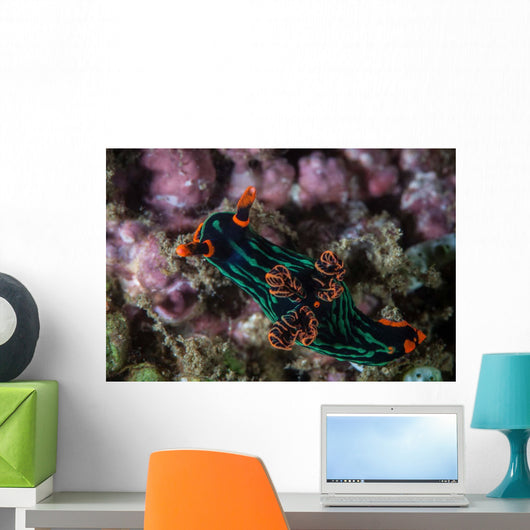 Colorful Nudibranch Crawls Slowly Wall Decal