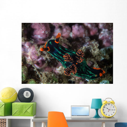 Colorful Nudibranch Crawls Slowly Wall Decal