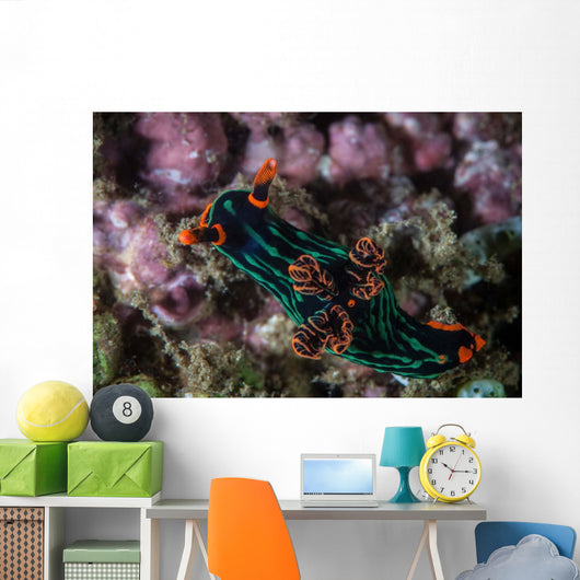 Colorful Nudibranch Crawls Slowly Wall Decal